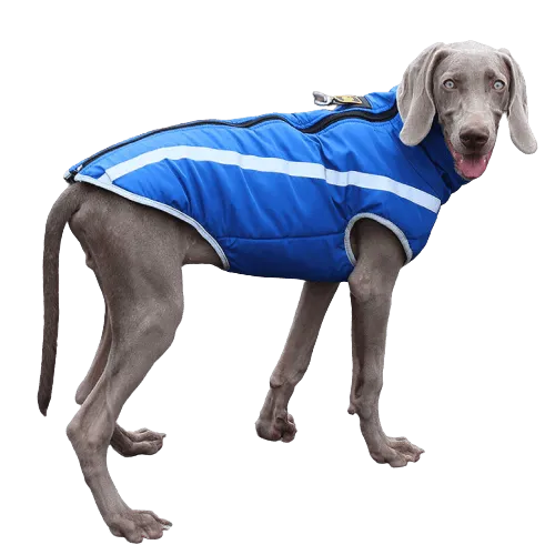 A Plus A Pets Luxurious Rain & Wind Protector Jacket for Dogs (Blue)