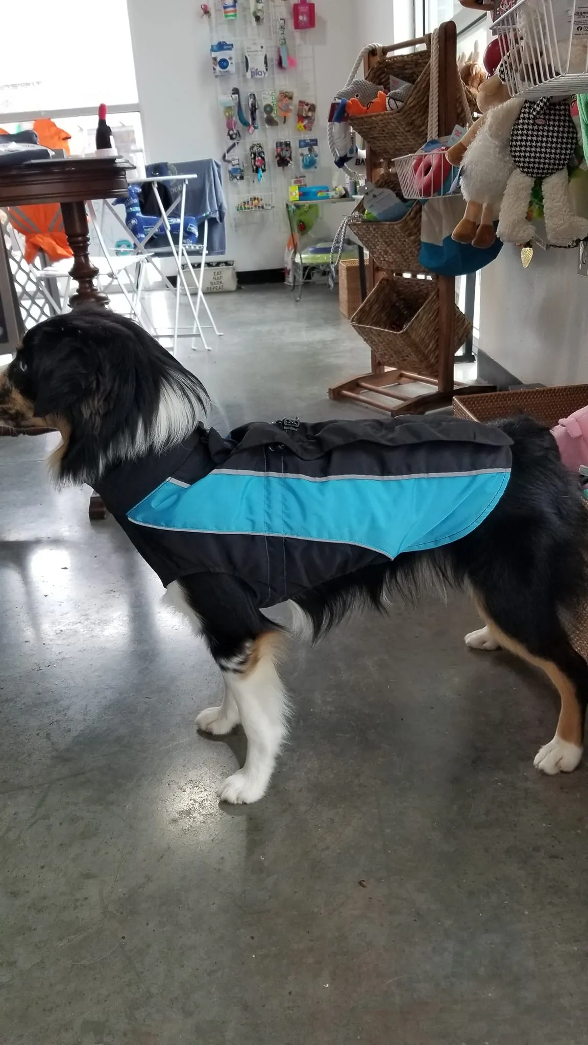 Washington Waterproof Step-In Design Dog Raincoat